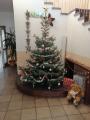 Weihnachtsbaum 2019